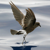 Wilson's Storm-Petrel